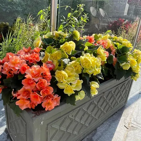 ضيافة شاندون بيلز فندق مبيت وإفطار 3*